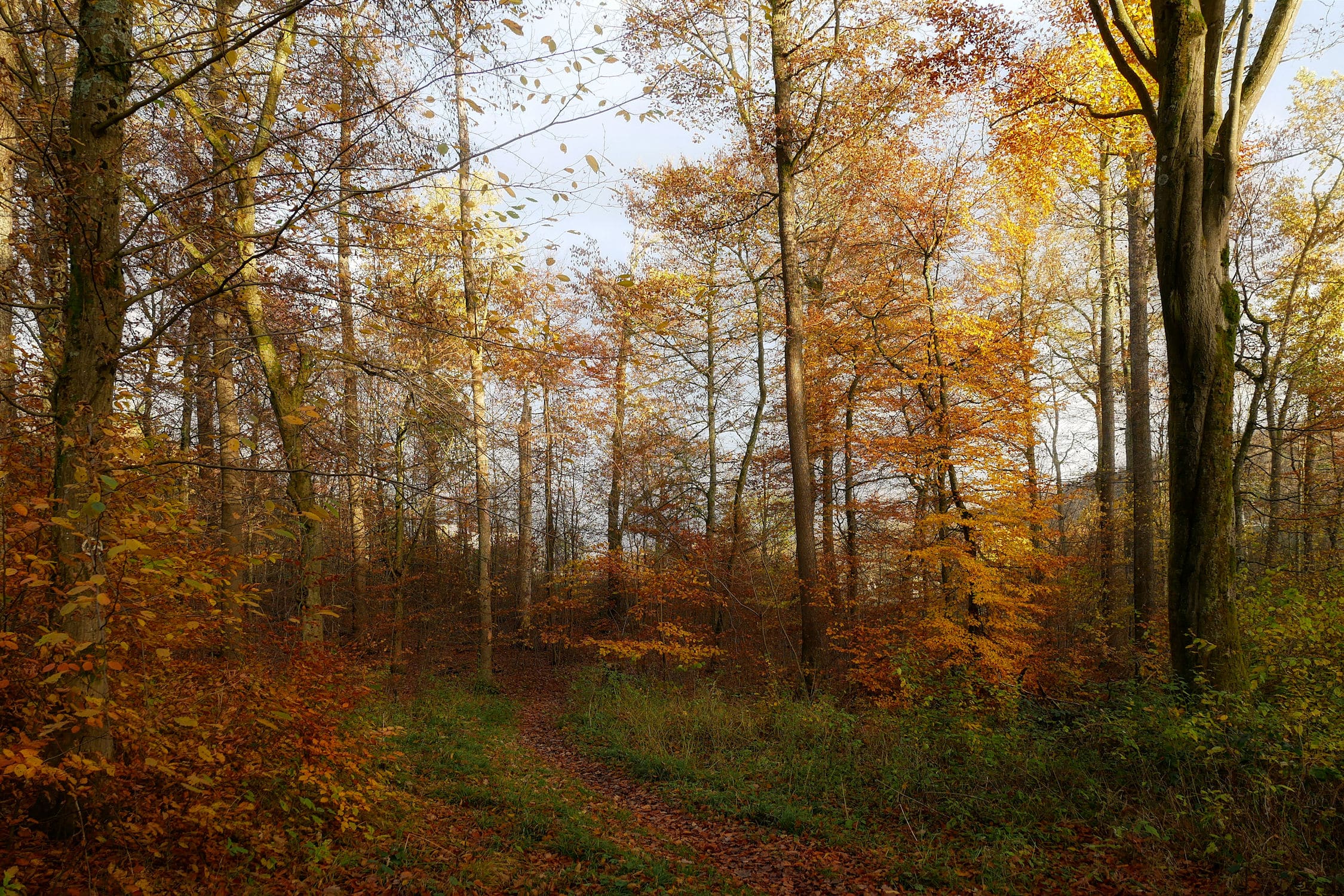 Titelbild für Mein Freund, der Baum