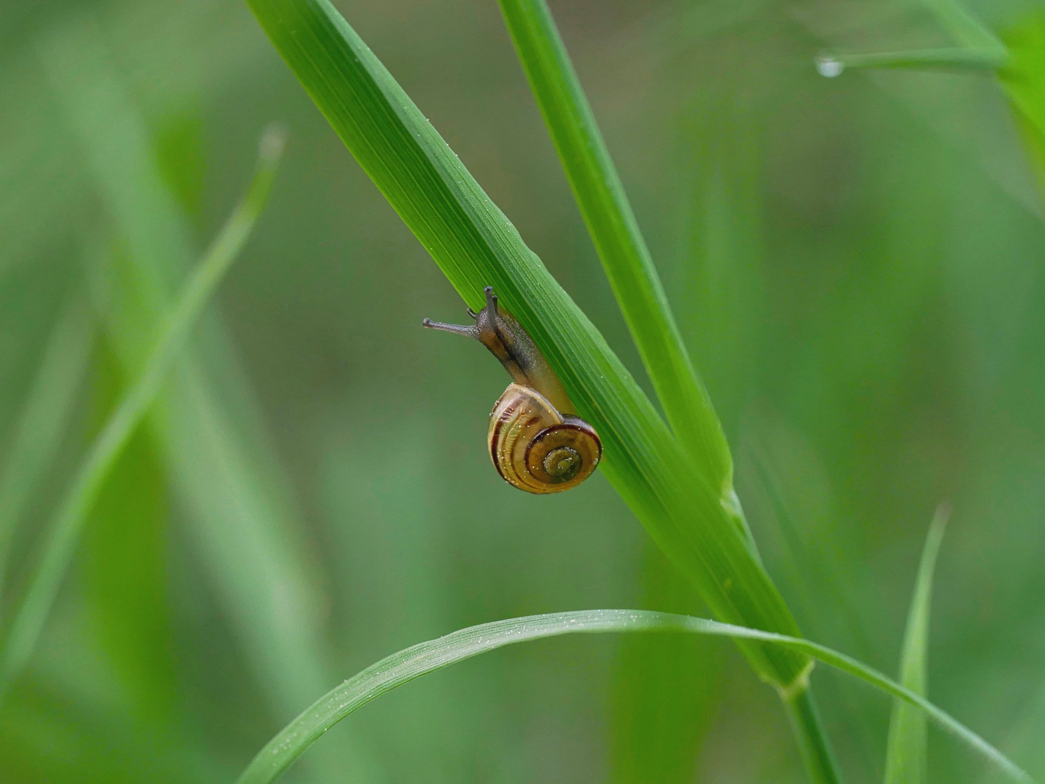 Titelbild für Tierspuren im Wald